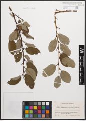 Foto von Salix caprea L. x Salix grandifolia Ser.
